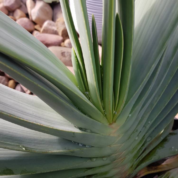 Plant image Aloe Plicatilis