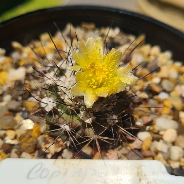 Plant image Copiapoa Maritima