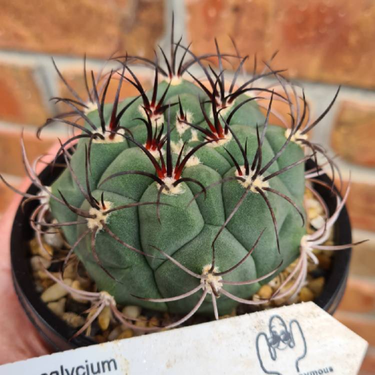 Plant image Gymnocalycium saglionis