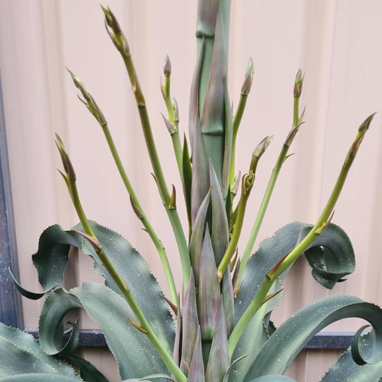 Plant image Agave gypsophila 'Blue Curls'