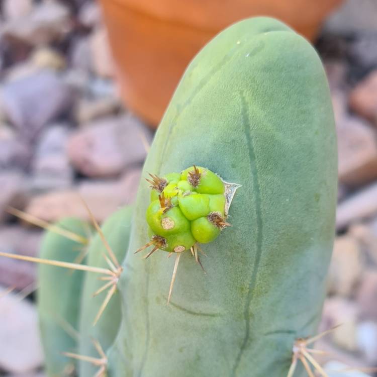 Plant image Trichocereus Bridgesii 'Monstrose'