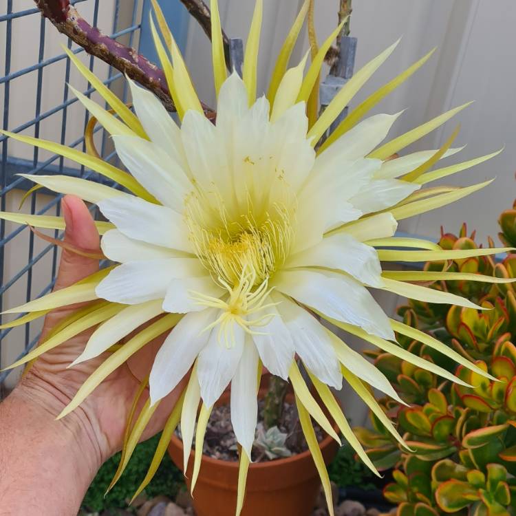 Plant image Selenicereus Grandiflorus syn. Cactus grandiflorus, Cereus grandiflorus