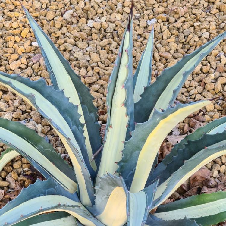 Plant image Agave americana 'Mediopicta Alba'