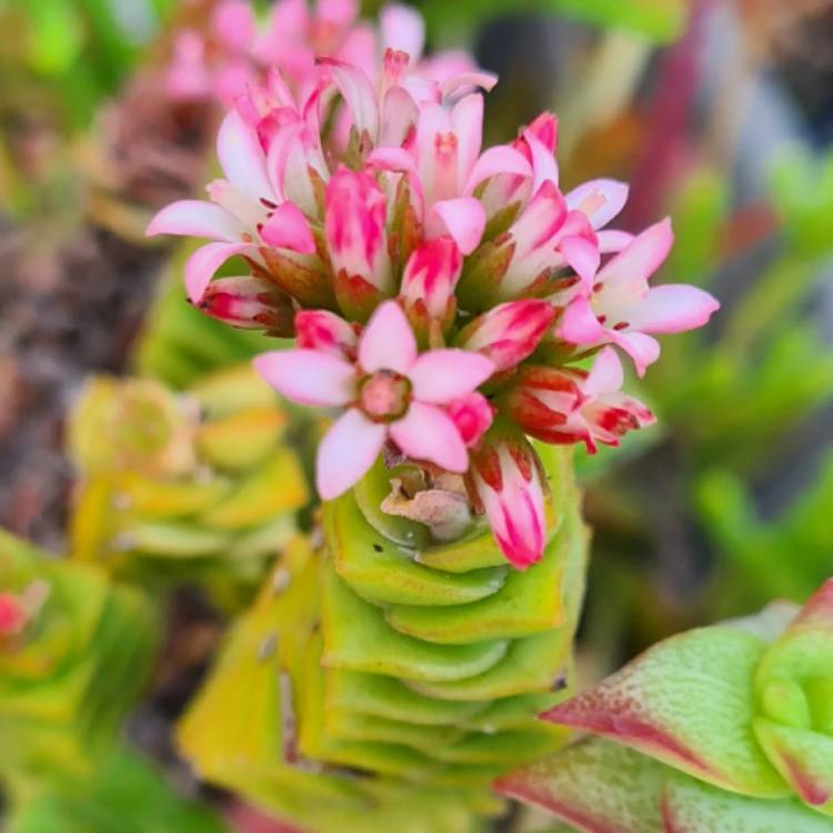 Plant image Crassula 'Green Pagoda'