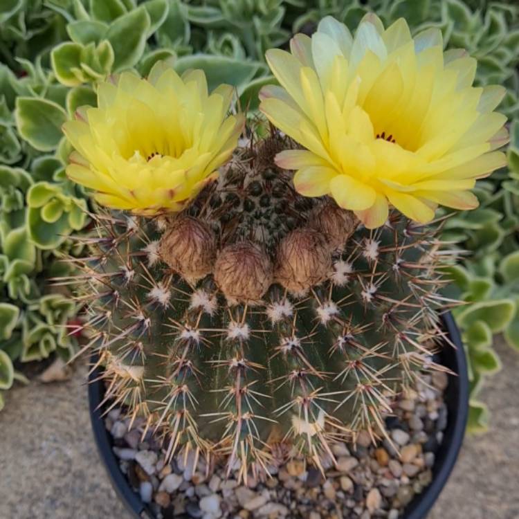 Plant image Parodia Mammulosa syn. Notocactus roseoluteus