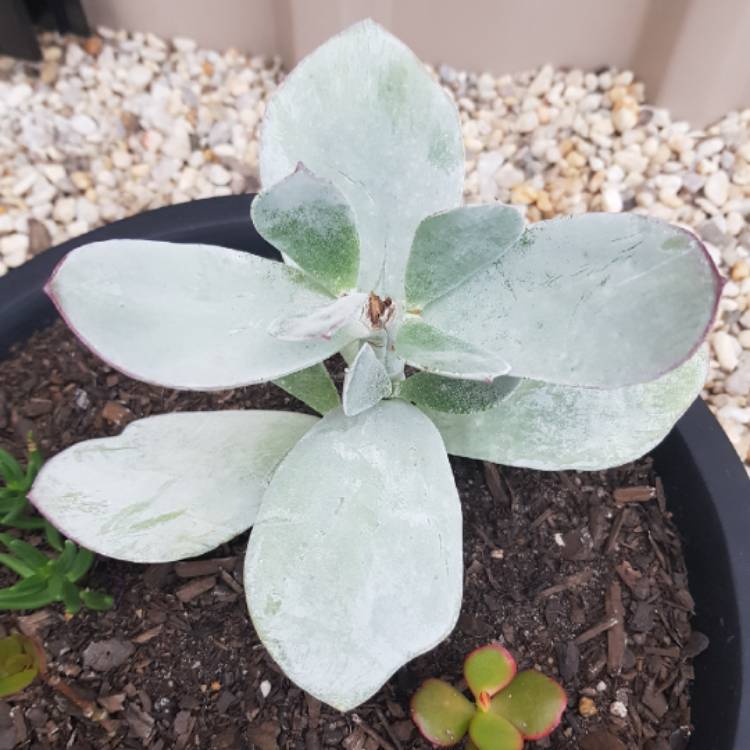 Plant image Cotyledon orbiculata 'Silver Waves'