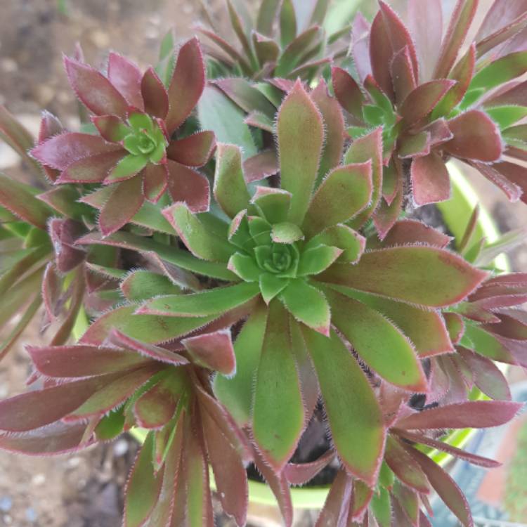 Plant image Aeonium Cornish Tribute