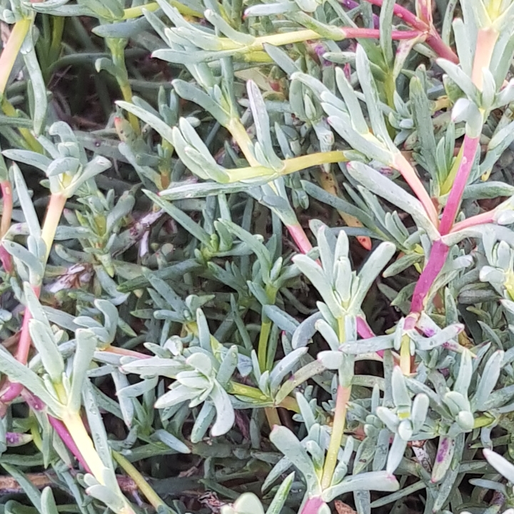 Plant image Drosanthemum Hispidum