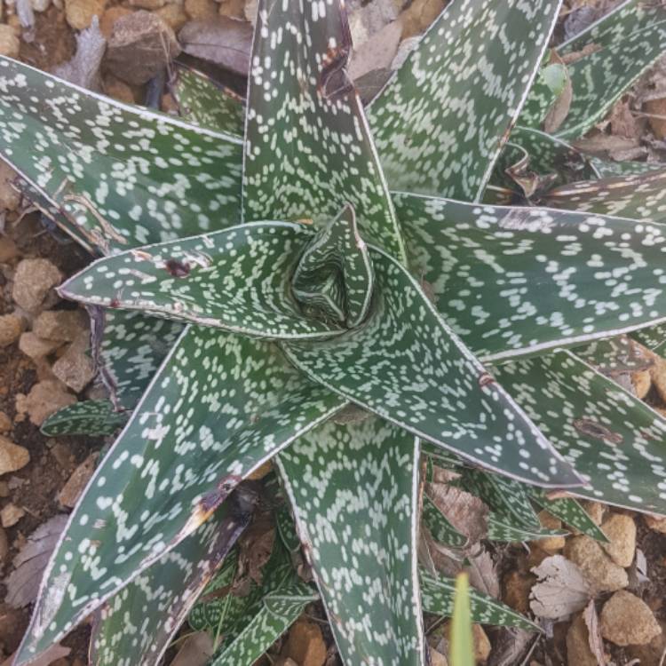 Plant image Gasteria Durban