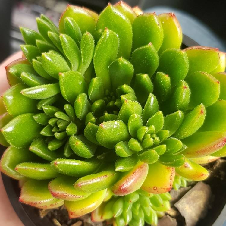 Plant image Echeveria Ron Evans