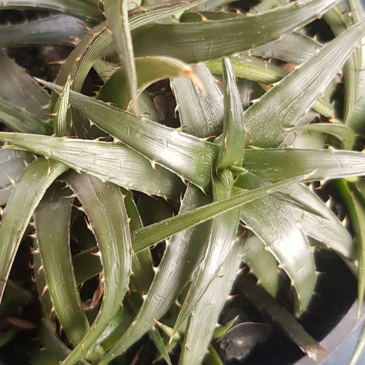 Plant image Dyckia Brevifolia