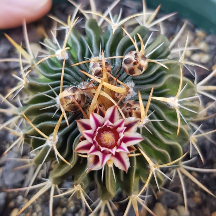 Plant image Stenocactus phyllacanthus syn.Stenocactus tricuspidatus