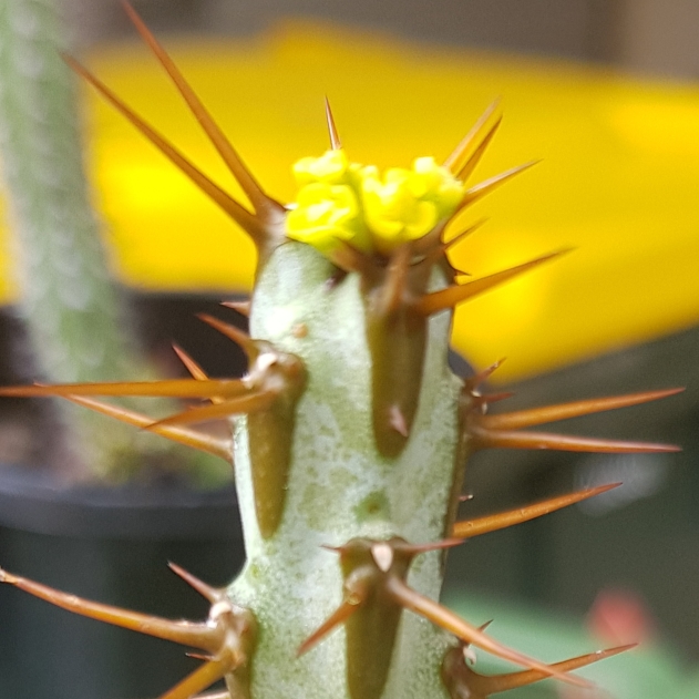 Plant image Euphorbia aeruginosa 'Schweick'