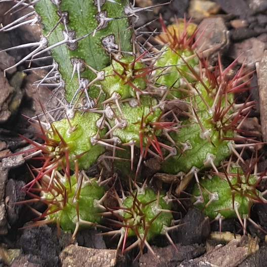 Plant image Euphorbia baioensis