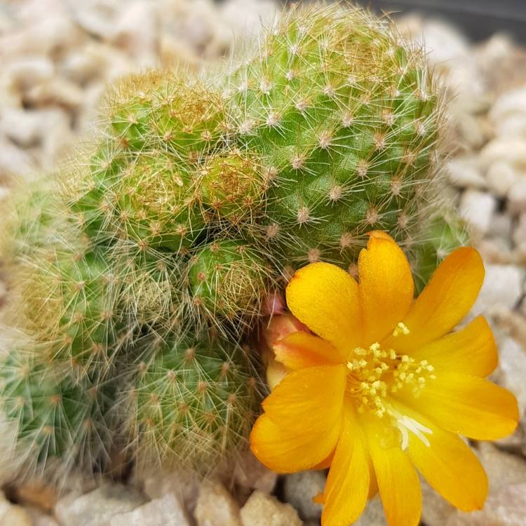 Plant image Rebutia fabrisii var. aureiflora