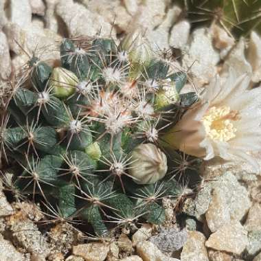 Mammillaria