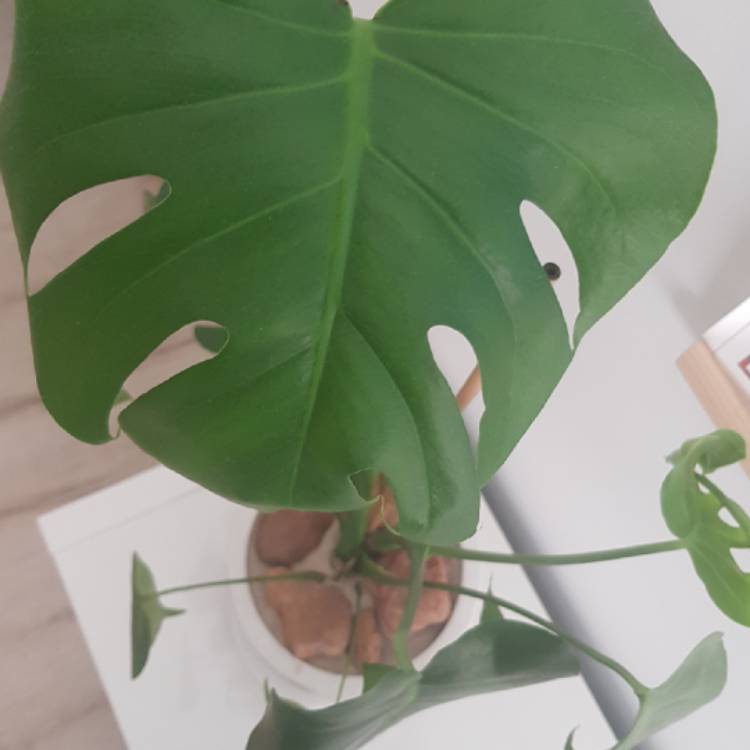 Plant image Monstera deliciosa 'Tauerii'