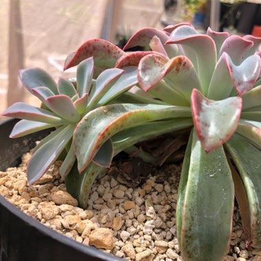 Echeveria Fantastic Fountain