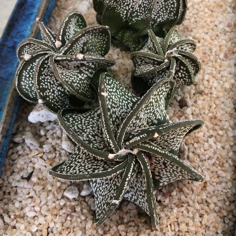 Plant image Astrophytum