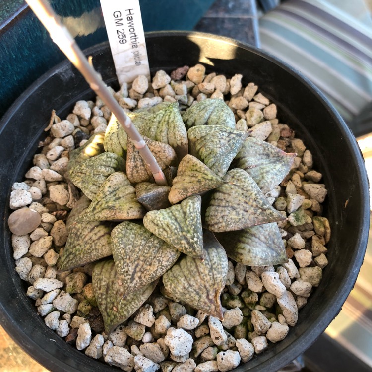 Plant image Haworthia Emelyae