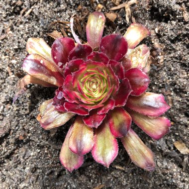 Aeonium Mardi Gras