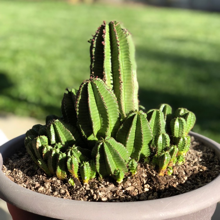 Plant image Euphorbia anoplia