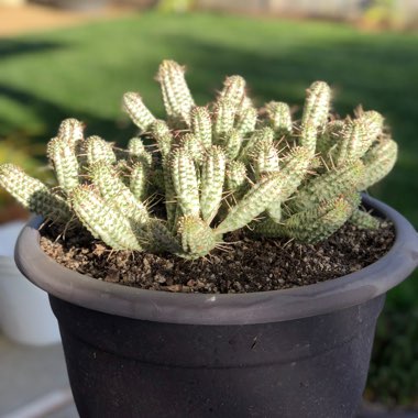 Euphorbia mammillaris 'Variegata'