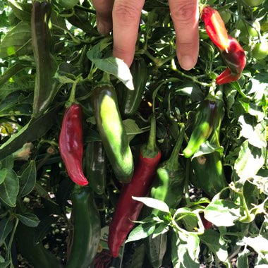 Capsicum Annuum 'Hot Guajillo Pepper'