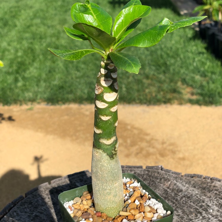 Plant image Brighamia insignis