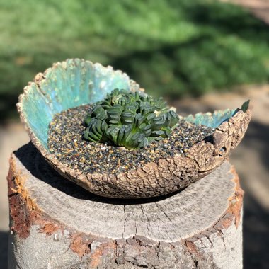 Haworthia truncata var. truncata