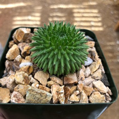 Euphorbia susannae