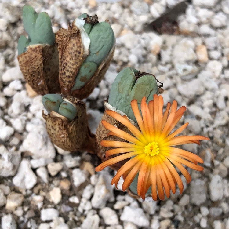 Plant image Conophytum bilobum syn. Derenbergia biloba, Mesembryanthemum bilobum