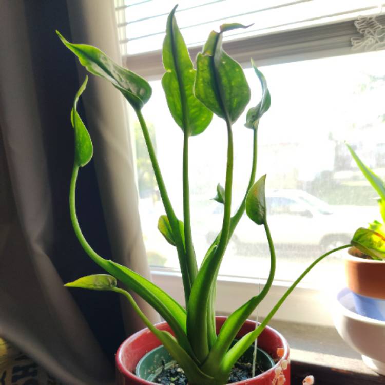 Plant image Alocasia 'Tiny Dancers'