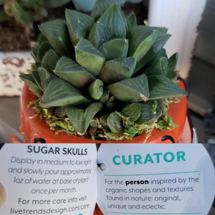 Plant image Haworthia Mirabilis Mundula