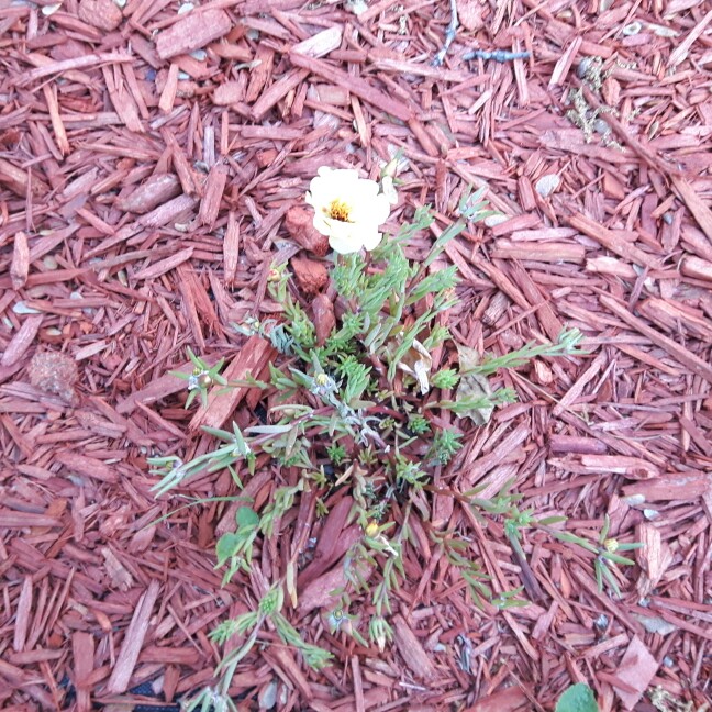 Plant image Portulaca amilis