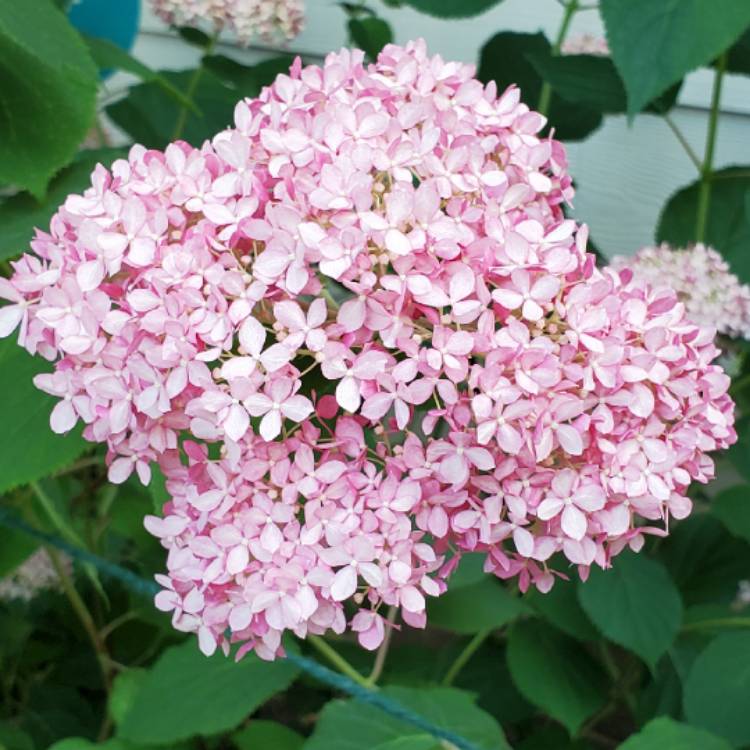 Plant image Hydrangea arborescens 'Invincibelle Spirit'