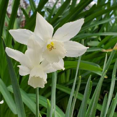 Daffodil 'Thalia' (Triandrus)