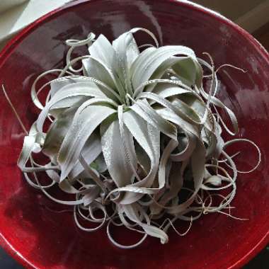 Tillandsia xerographica