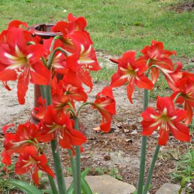 Hippeastrum (Amaryllis)