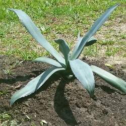 Agave