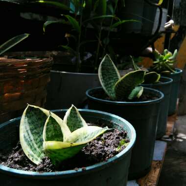 Sansevieria