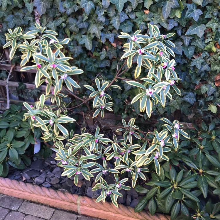 Plant image Daphne odora 'Rebecca'