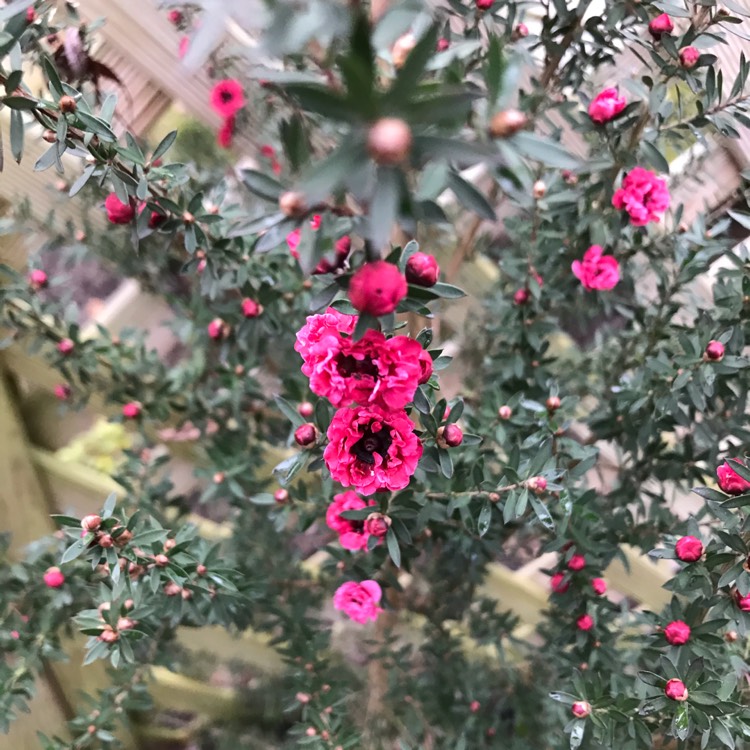 Plant image Leptospermum scoparium 'Red Damask'