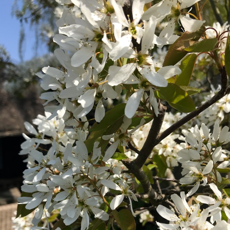 Plant image Amelanchier ovalis