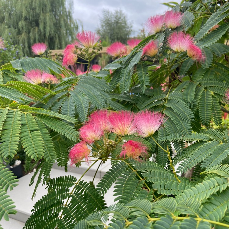 Plant image Albizia julibrissin