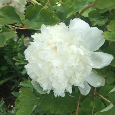 Paeonia x suffruticosa 'Jing Yu' syn. Paeonia x suffruticosa 'Xue Ta', Paeonia x suffruticosa 'Sai Xue Ta'