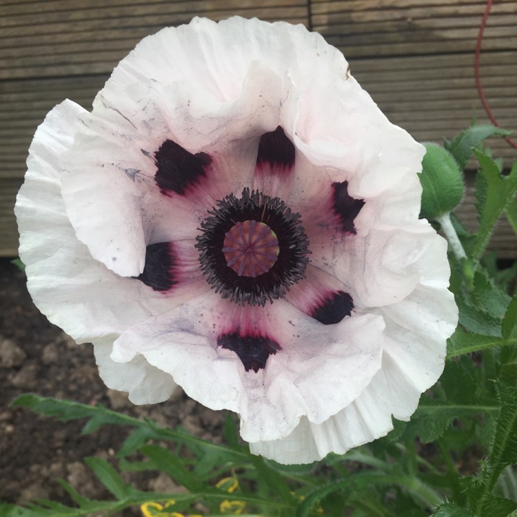 Plant image Papaver orientale 'Carneum'