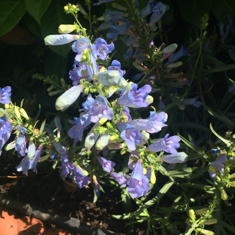 Plant image Penstemon 'Electric Blue'