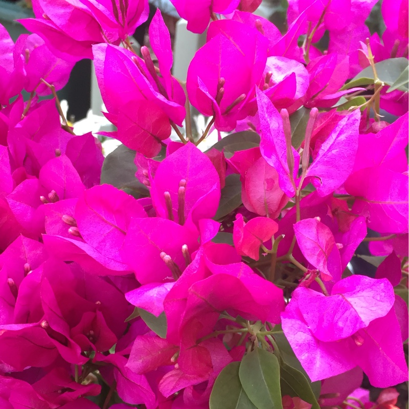 Bougainvillea