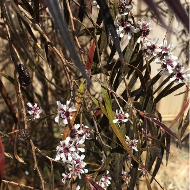 Agonis Flexuosa 'After Dark'